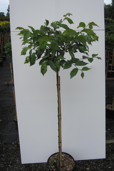 Hochstamm Silberulme Variegata 2